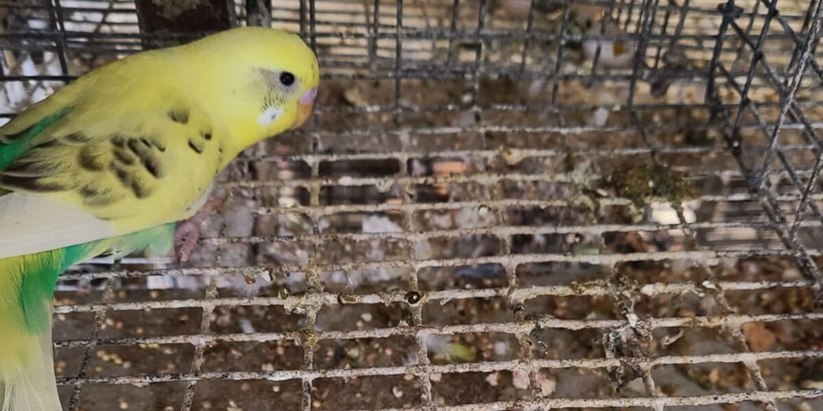 USDA Cites Creekside Birds for Thousands of Violations; PETA Confronts Vital Farms at Annual Meeting