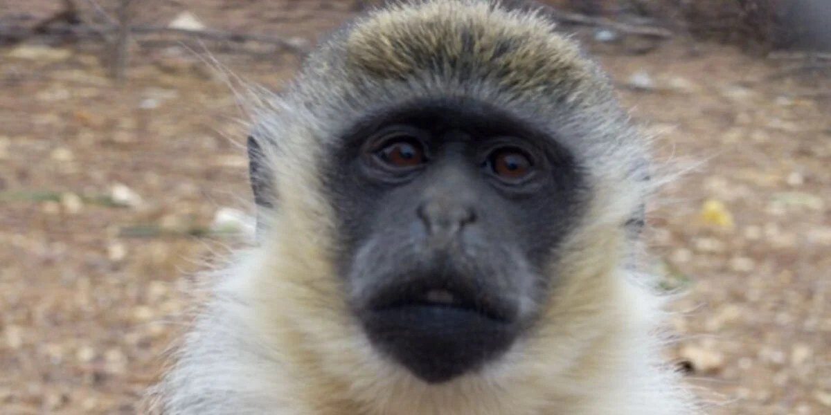 Five monkeys rescued from Oregon roadside zoo now thriving in Texas