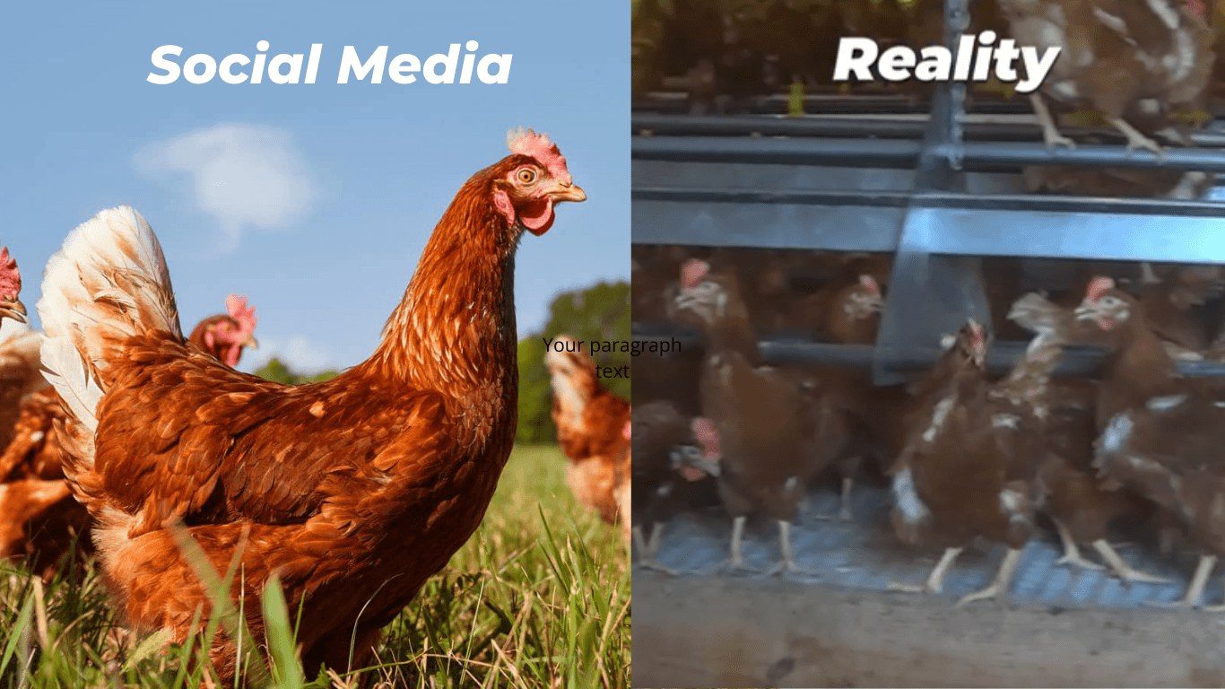 A Vital Farms supplier's shed collapsed. PETA got there before the gas trucks.
