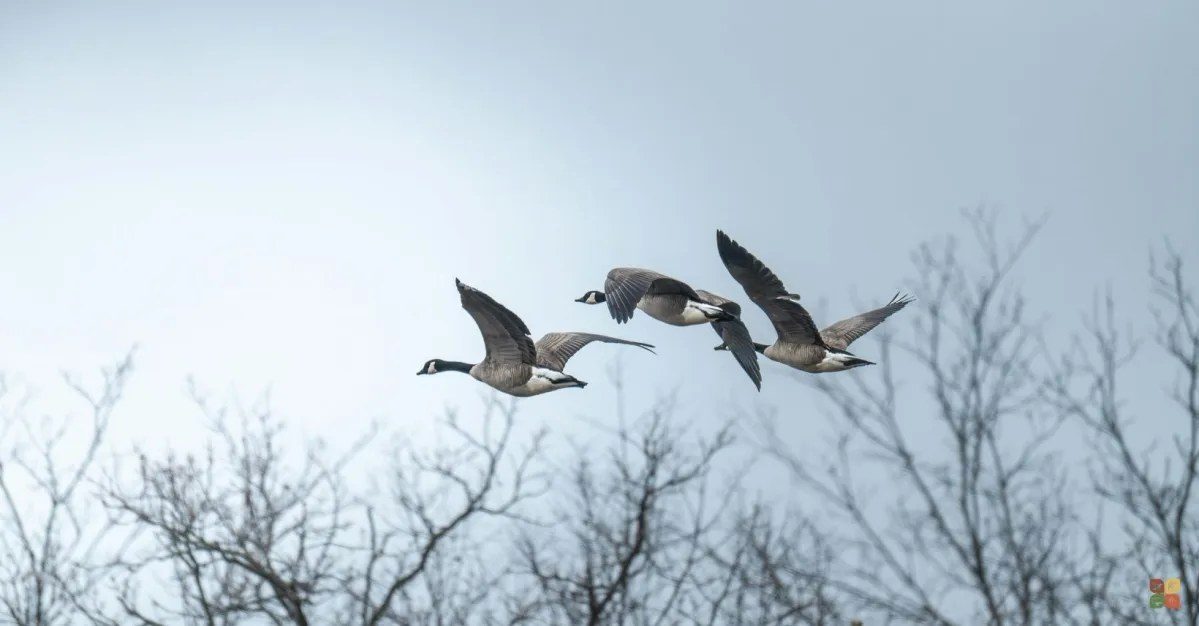 NYC says "humane wildlife management," and geese are being rounded up right now