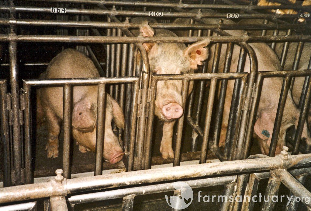 Ontario Court of Appeal reinstates ag gag law