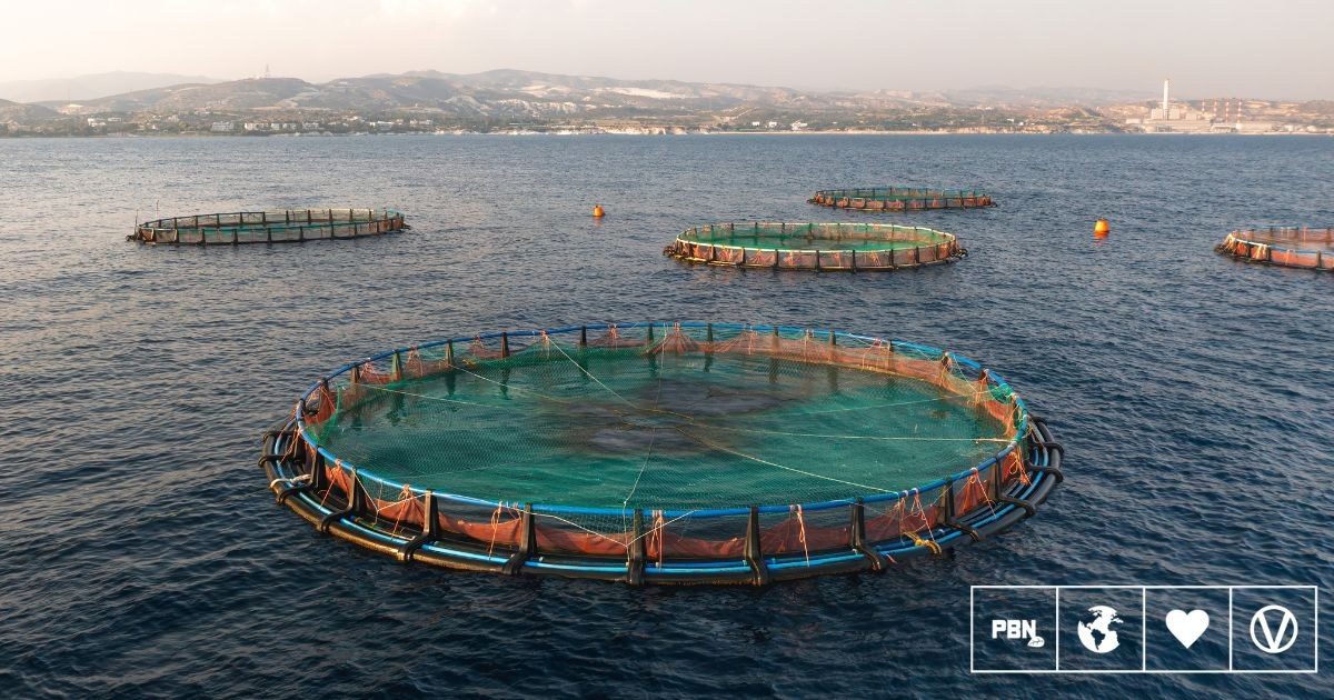 Animal Outlook finds the same cruelty at Cooke Aquaculture, seven years later