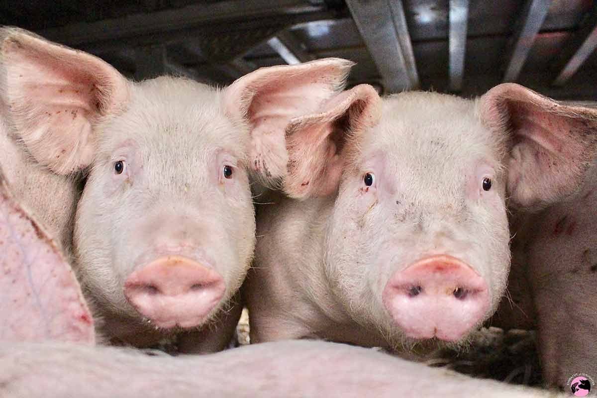 First criminal conviction for killing pigs in transport