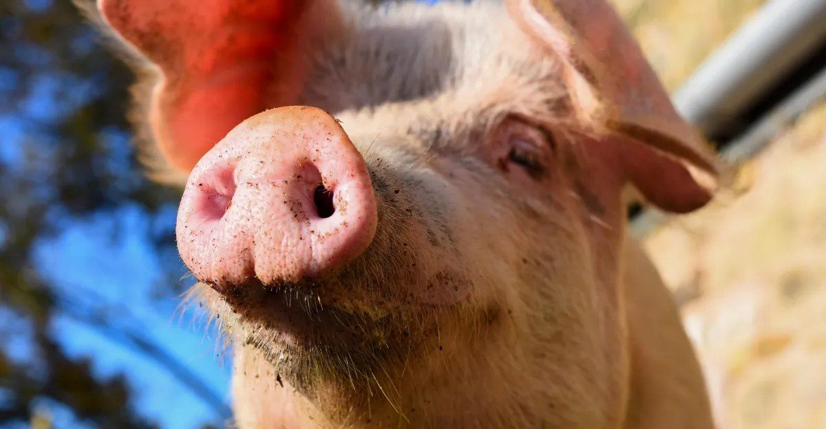 The Save Our Bacon Act and the most unlikely opposition to the pork lobby