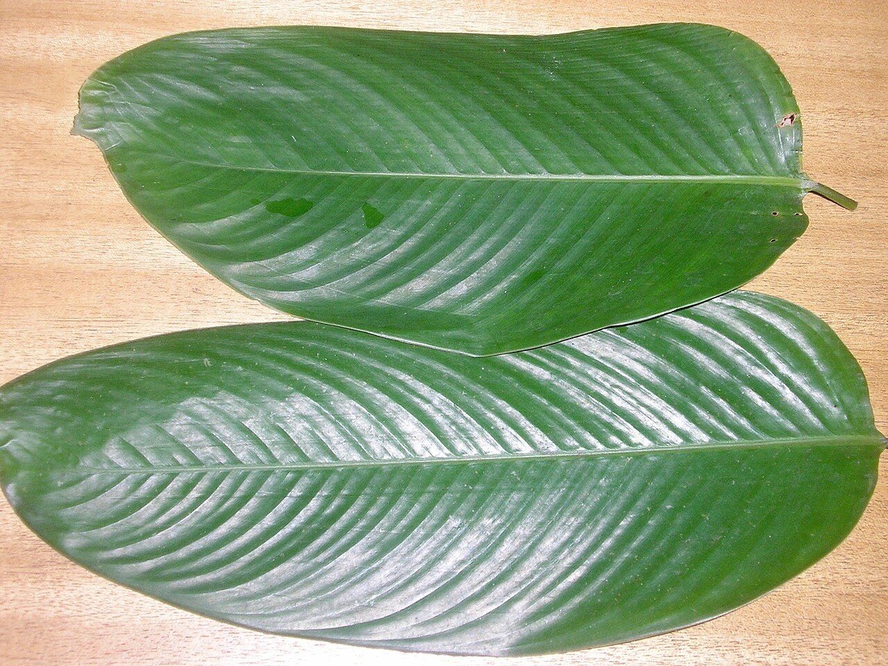 Thaûma Plant-Protein Sweetener Launch