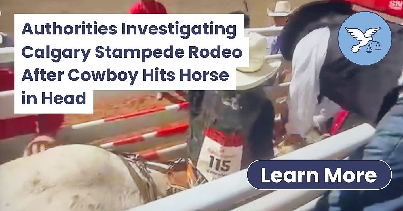A horse goes down at the Calgary Stampede