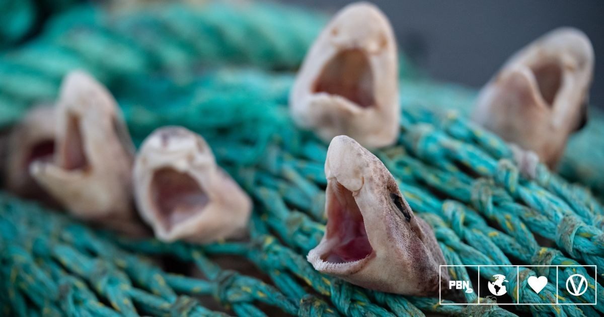 UK bycatch report tallies over 10,000 seabirds, 1,000 whales and dolphins killed yearly