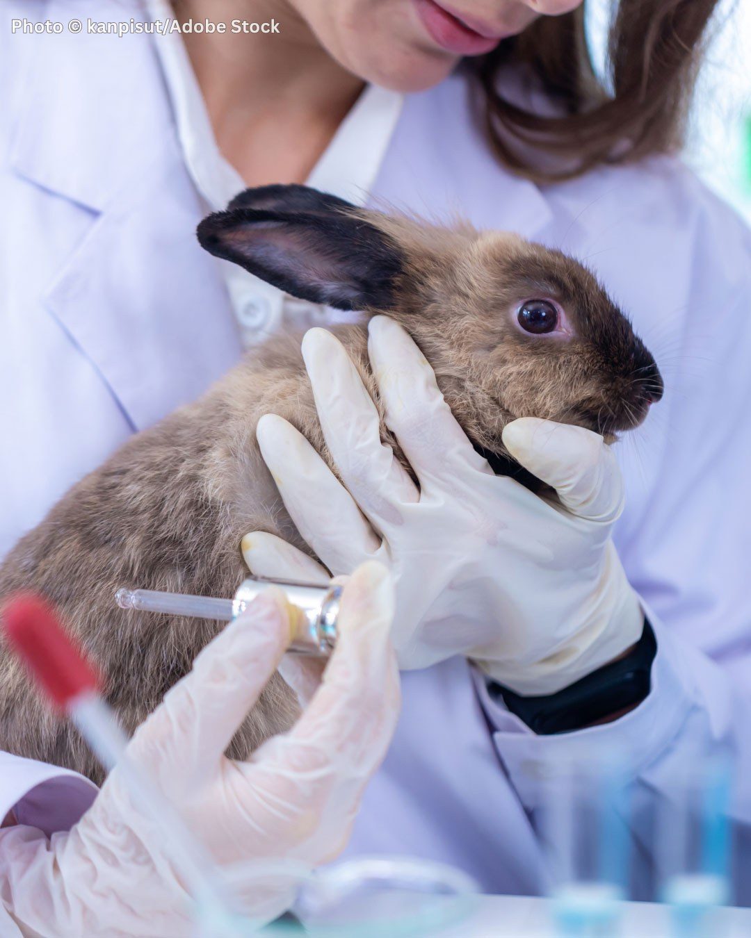 UK animal testing tops 2.5 million procedures as primate and dog experiments climb