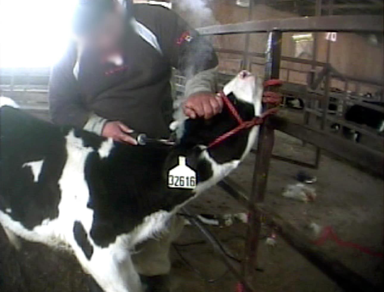 Switzerland mandates labels for animal products from painful procedures