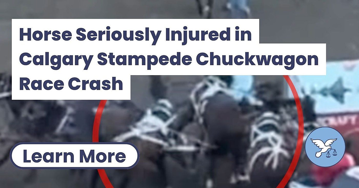 Chuckwagon Collision Injures Another Horse at Calgary Stampede