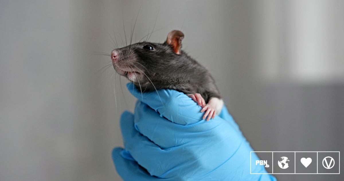 UK MPs back motion to end blind approval of animal testing