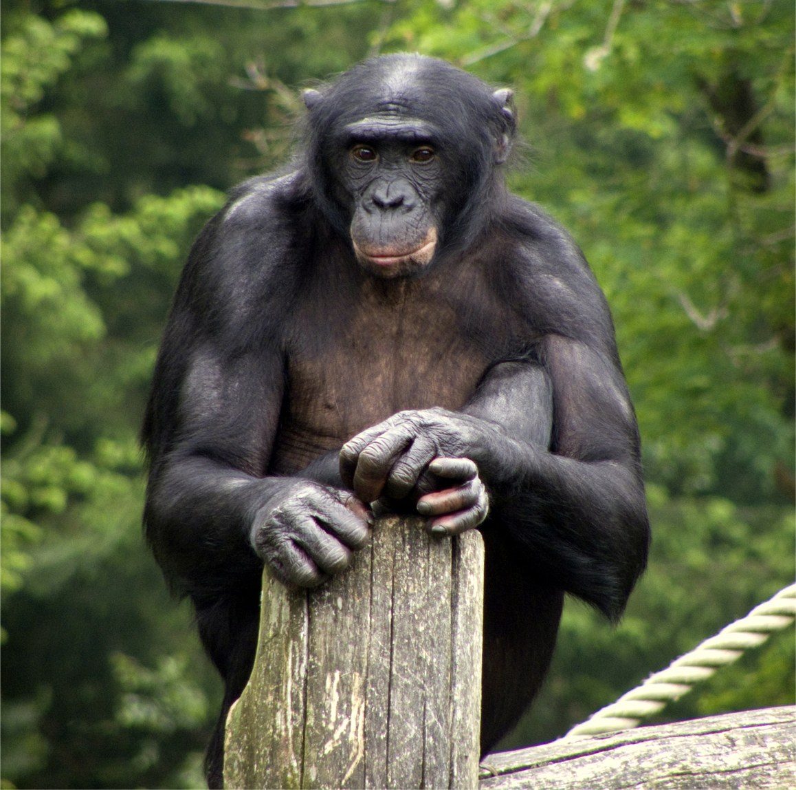 Zoo study finds bonobos grow more optimistic playing in larger groups
