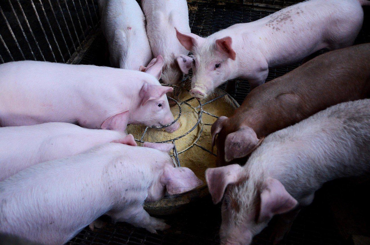 Friends of the Earth finds gene-edited farm animals outpaced US safety review