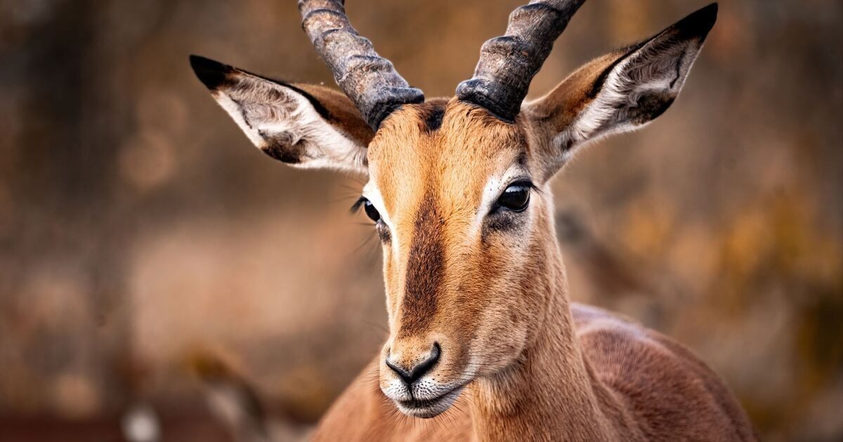 Oregon Petition Drive Reaches 140,000 Signatures to End Animal-Cruelty Exemptions