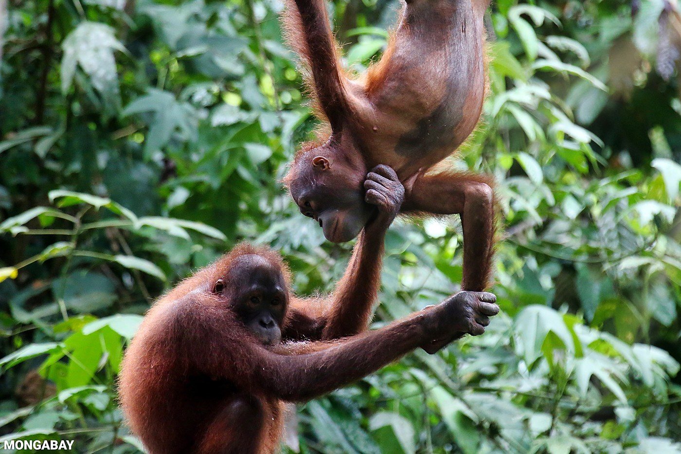 Study finds Sumatran orangutan population fell nearly 20% despite slower forest loss