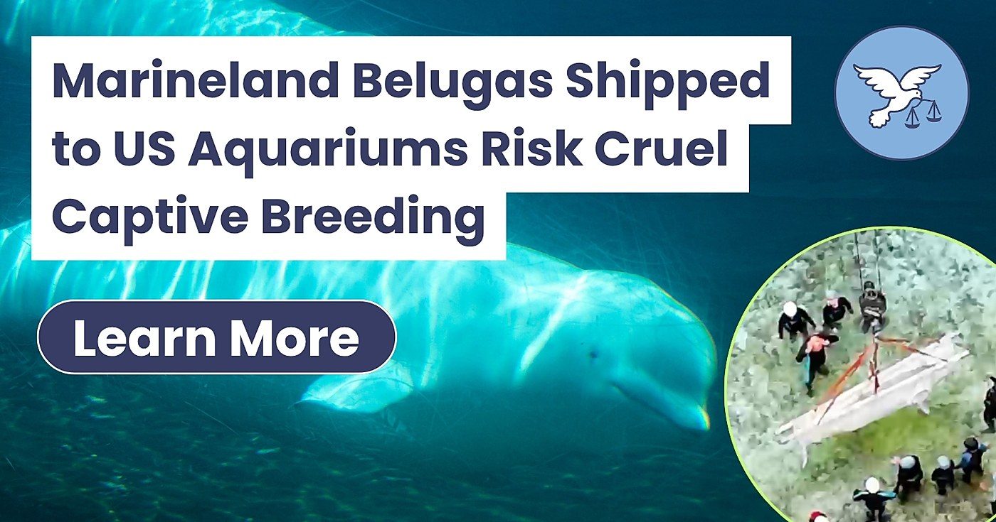 Marineland Ships Six Belugas to US Aquariums Despite Breeding Fears