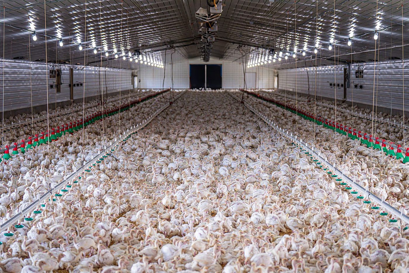 costco-chicken-welfare-investigation
