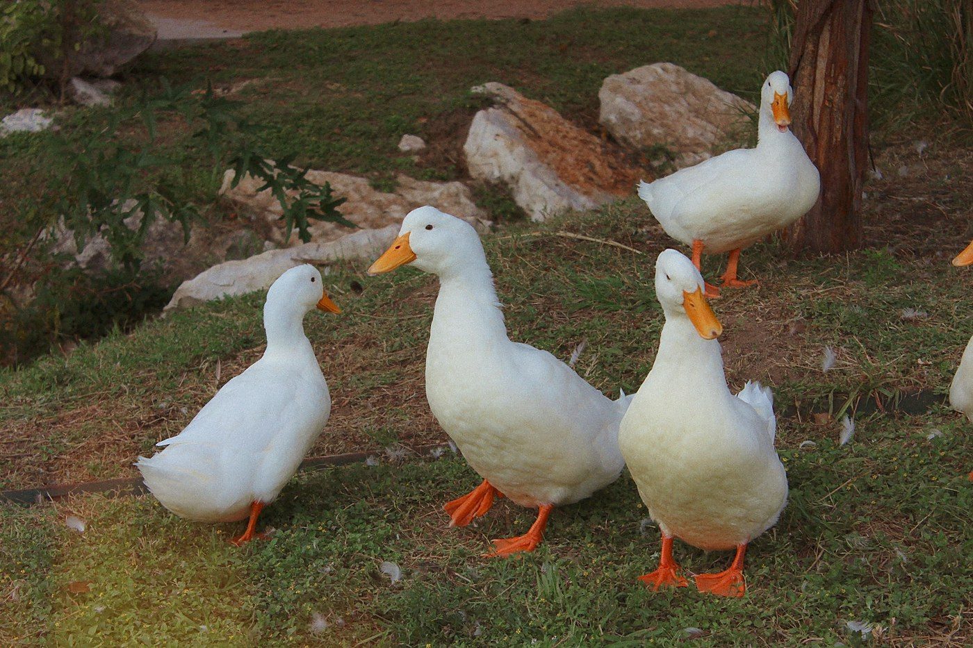 Brazil signs federal foie gras ban into law over French objections