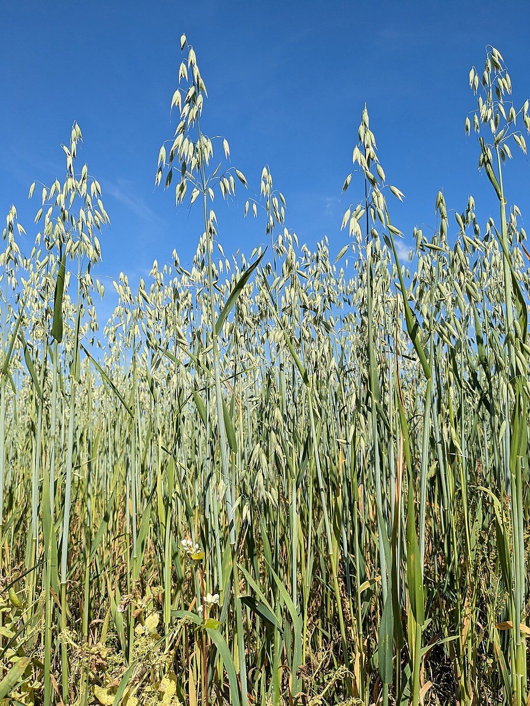 Whole-food plant-based diet cuts LDL cholesterol 17.9% in genetic cholesterol trial