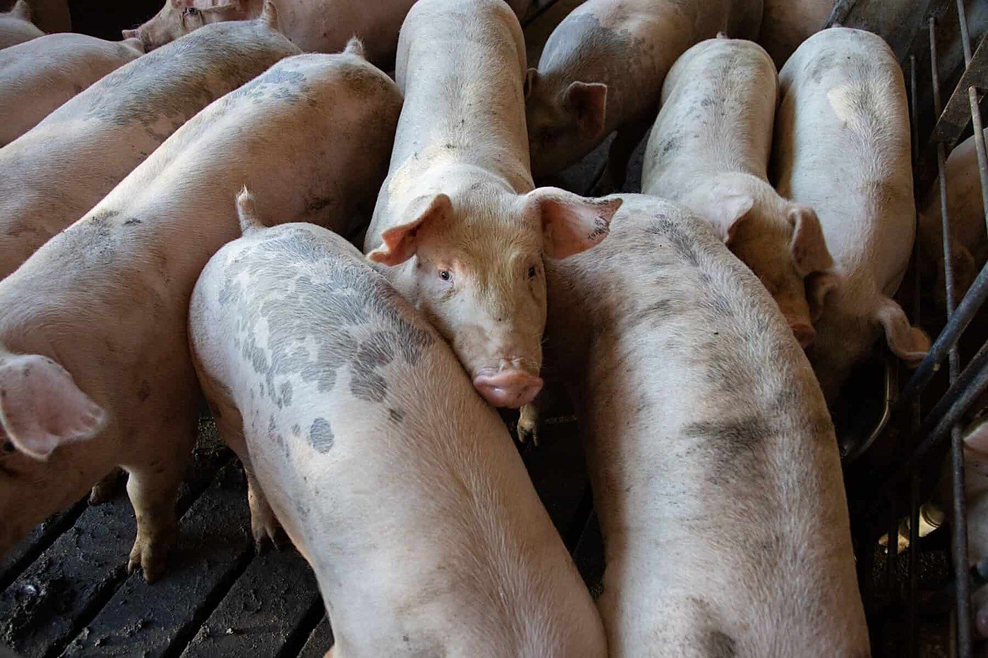 German study finds supermarkets stalling on 2030 animal welfare pledge