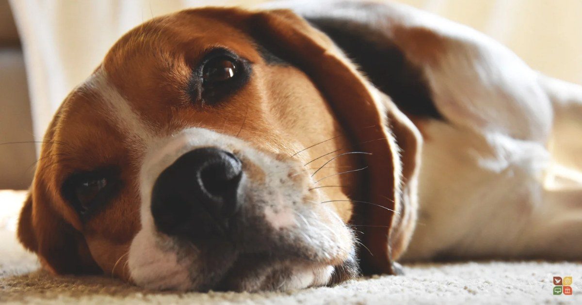 Public pressure permanently closes Ridglan Farms, a beagle-breeding lab supplier