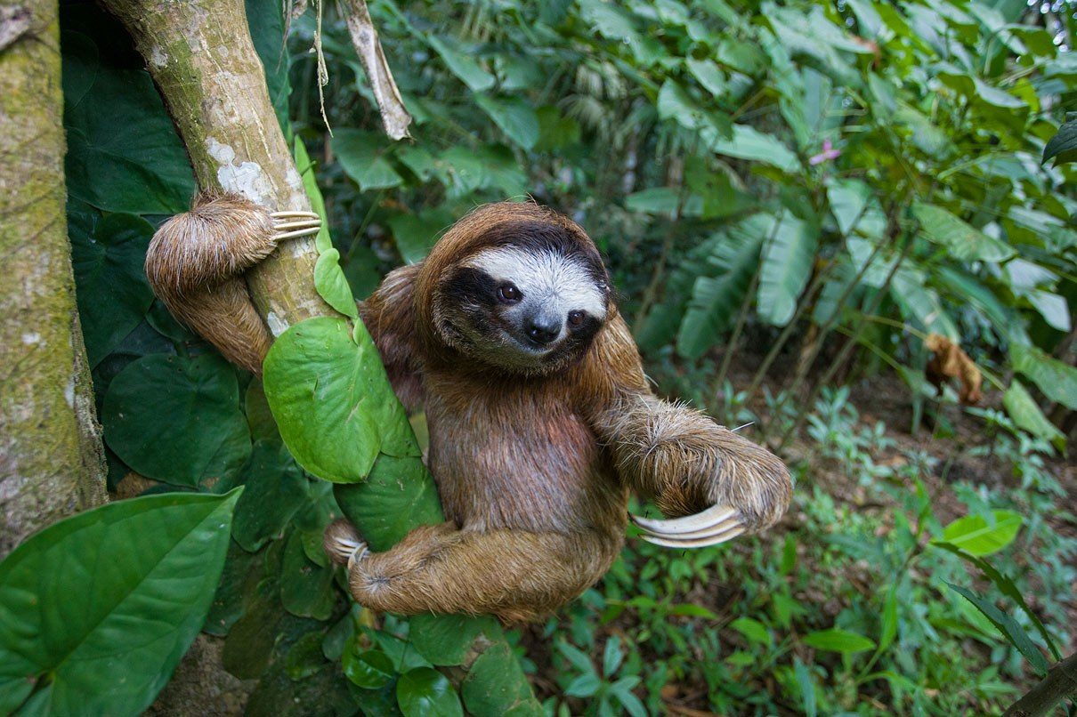 Florida clears Sloth World of criminal neglect after 57 imported sloths died