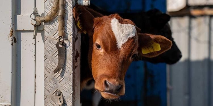 Brittany Ferries stops shipping live calves to France by September