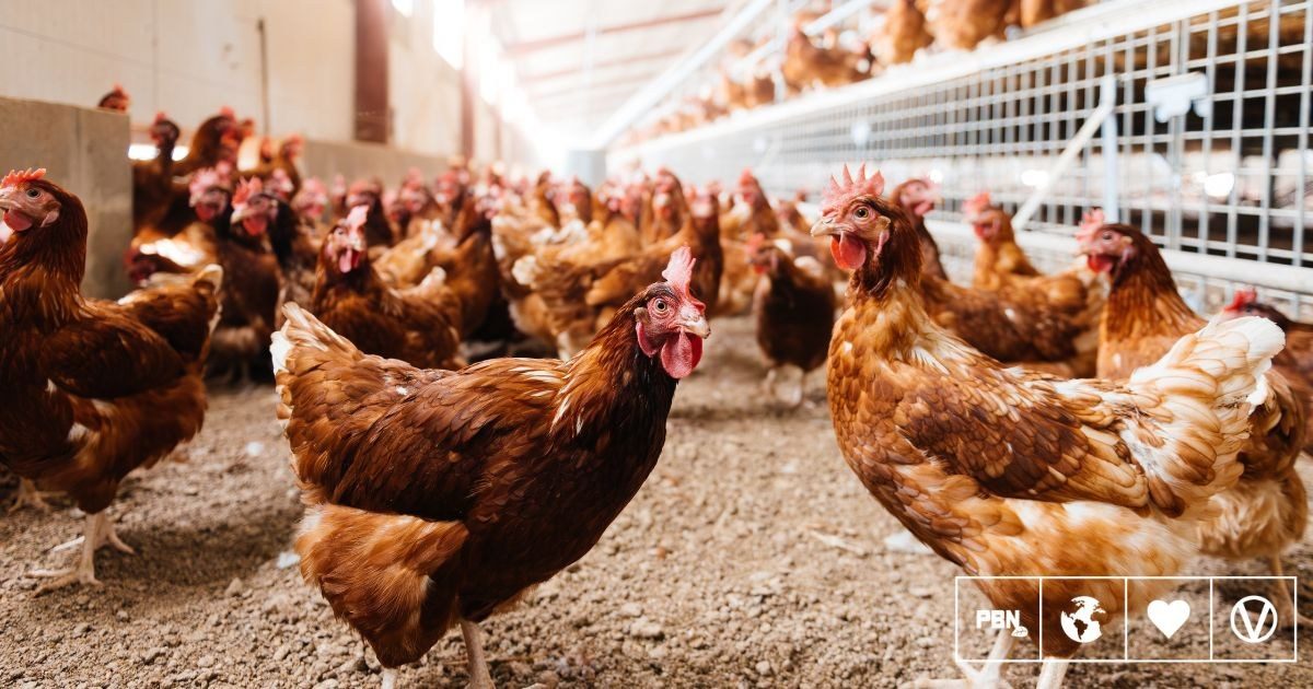 Study finds organic free-range eggs emit twice the carbon of caged eggs