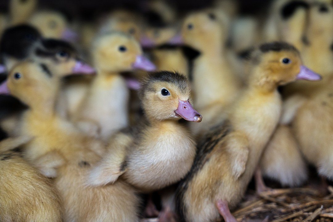 Brazil bans foie gras production and sale nationwide, Lula signs law