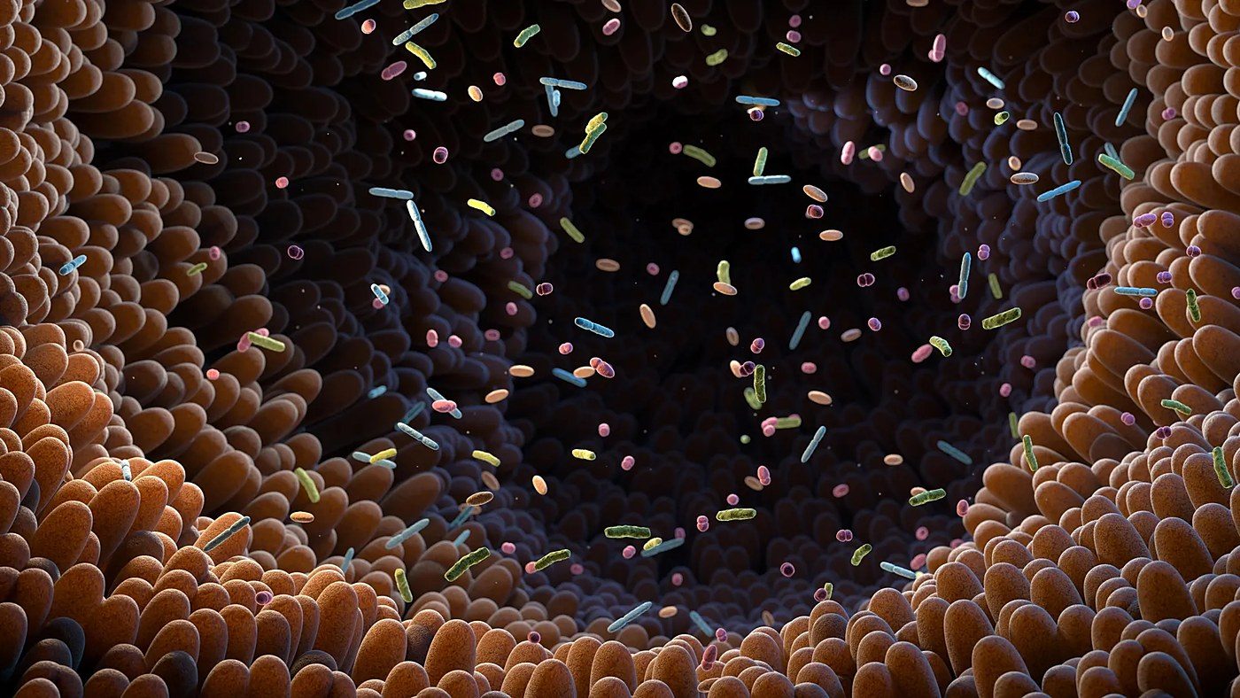 Gut bacteria turn vegetable nitrate and iron into heart-protecting molecules, study finds
