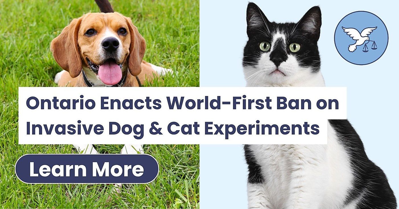Ontario bans invasive dog and cat lab experiments, a world first