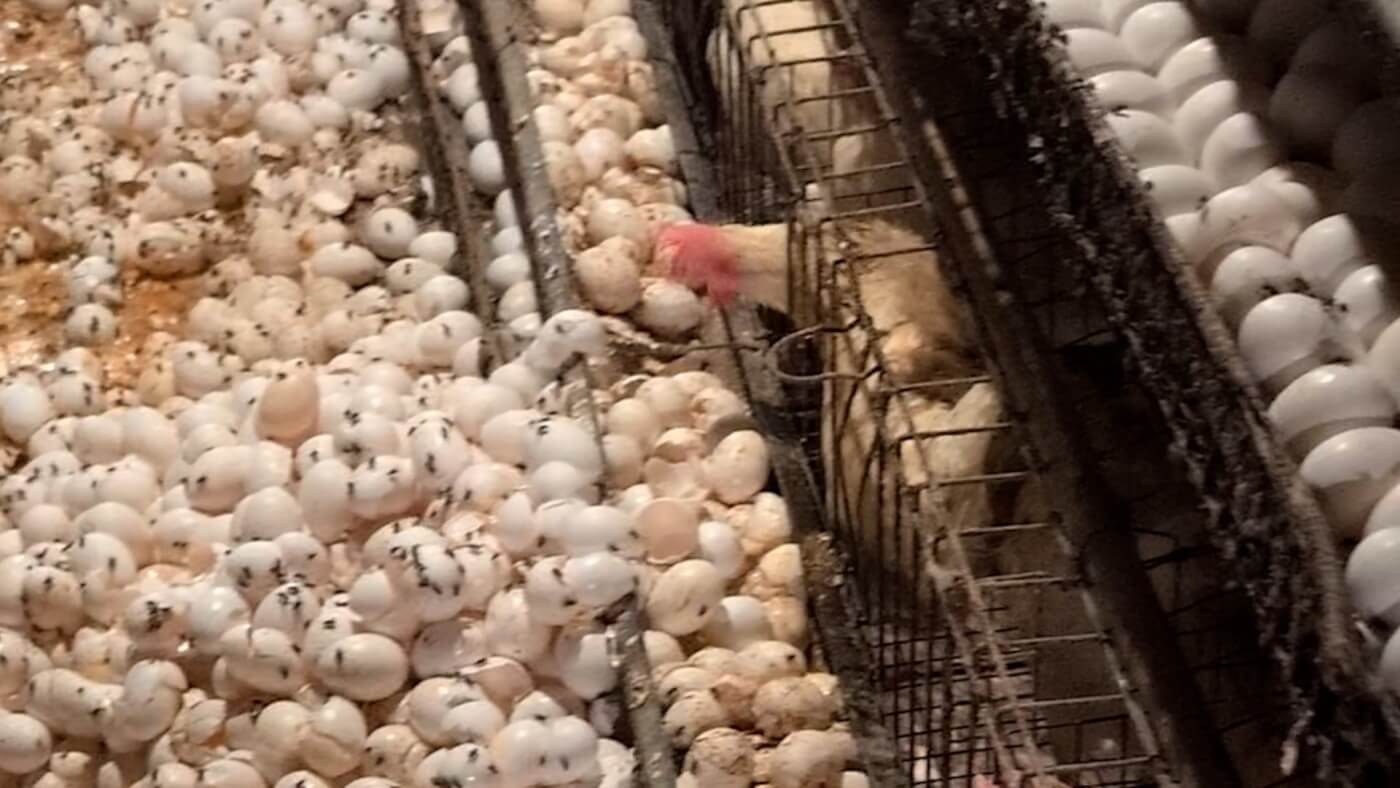 PETA whistleblower alleges hen deaths and poisoned cats at egg supplier