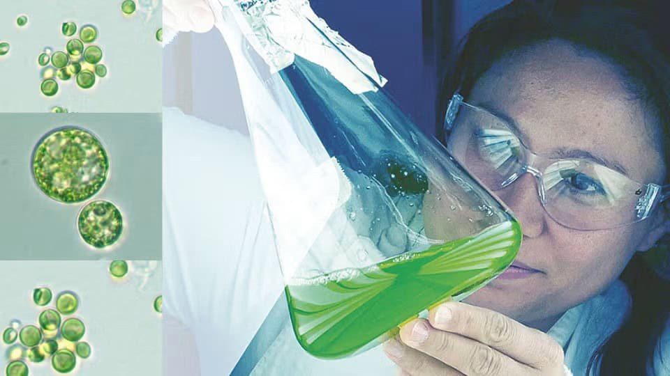 Algae Recycling Could Cut Cultivated Meat's Biggest Cost by 90%