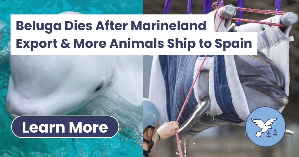 A Marineland beluga dies days after export as Canada empties the park's tanks