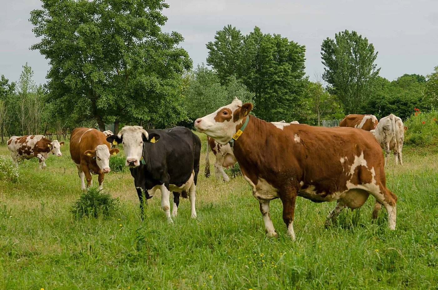 Precision-fermented milk could cut land use up to 96 percent, study finds