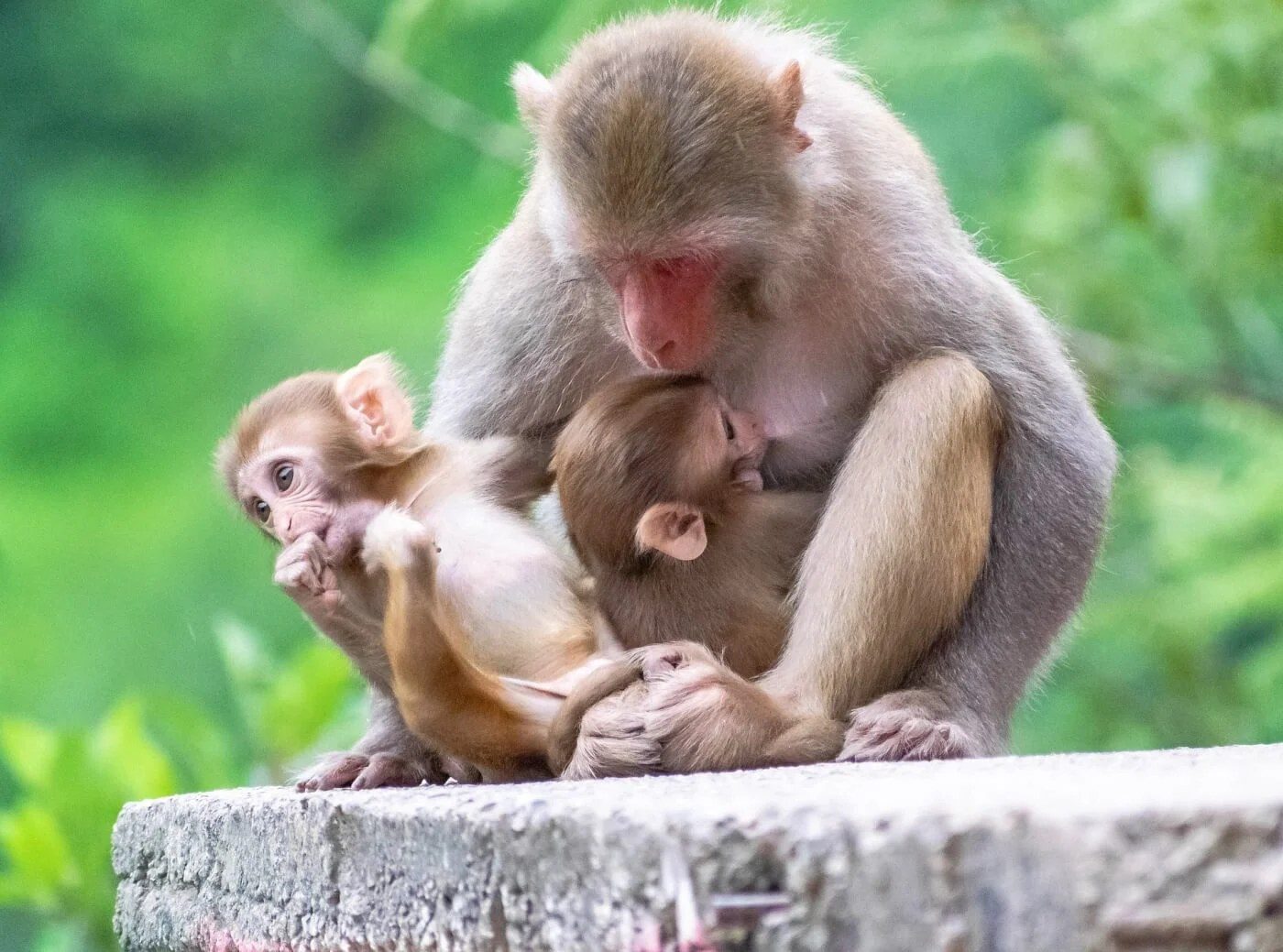 University of Minnesota pulls primate access from monkey-brain researcher