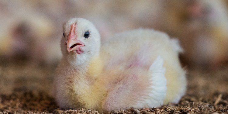 Undercover Footage Pushes Chicken Welfare Into Sweden's Election