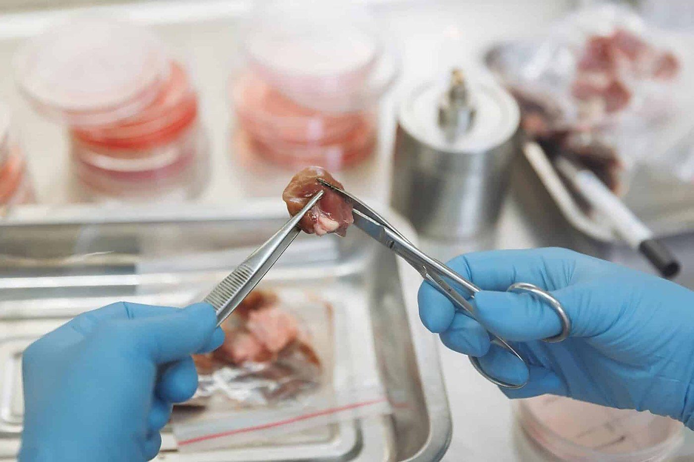 Barcelona Lab Grows Self-Organizing Cultivated Beef Tissue in 15 Days
