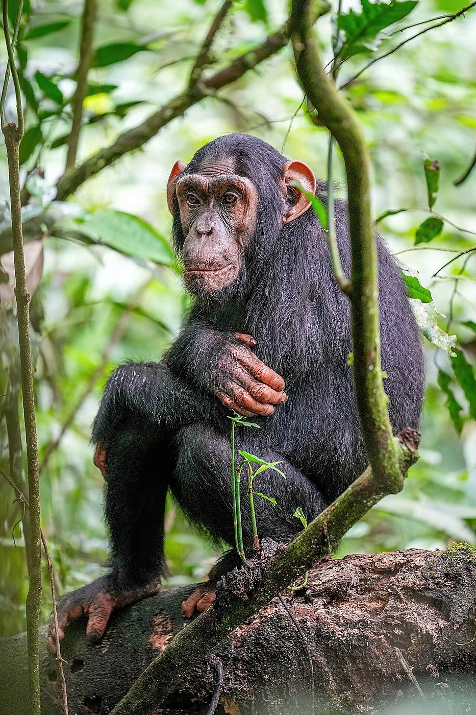 Study finds young chimpanzees develop distinct vocal accents as they mature