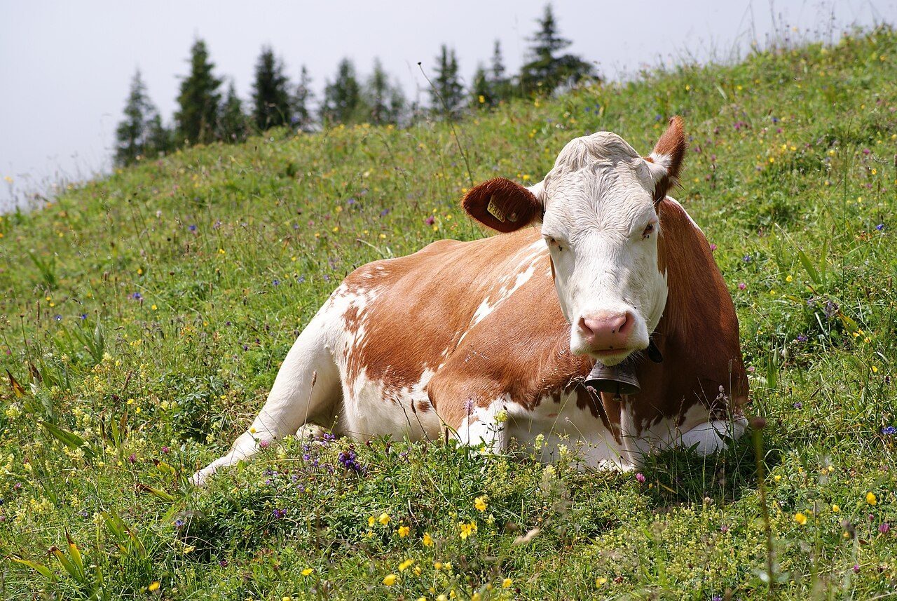 Trump orders review of mandatory country-of-origin beef labeling