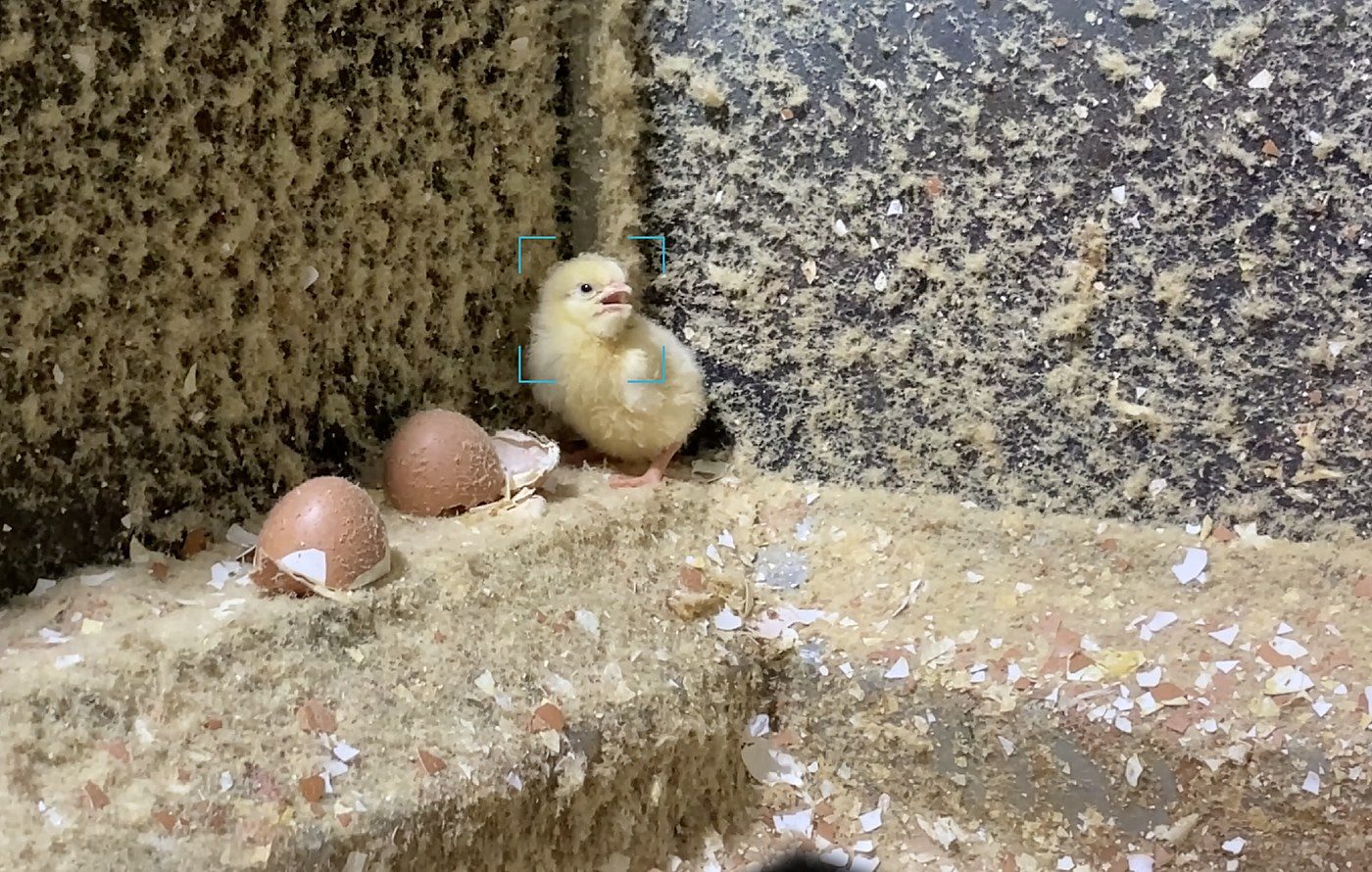 Mercy For Animals Documents Male Chick Culling As Alternative Tech Scales