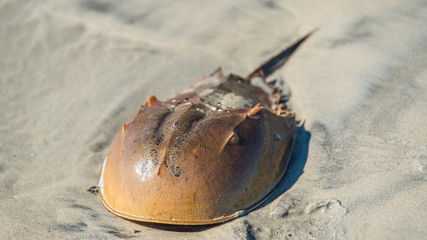 FDA and five countries approve synthetic test to replace horseshoe crab blood