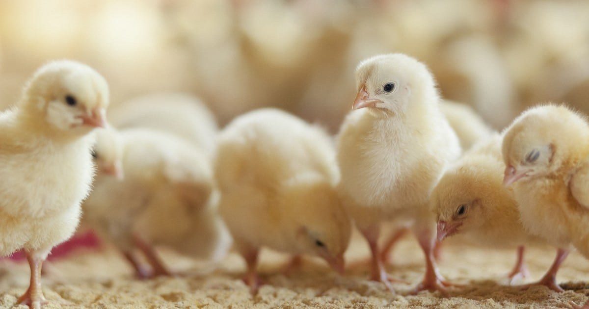 Mercy For Animals Files Criminal Complaint Over Costco Chicken Supplier