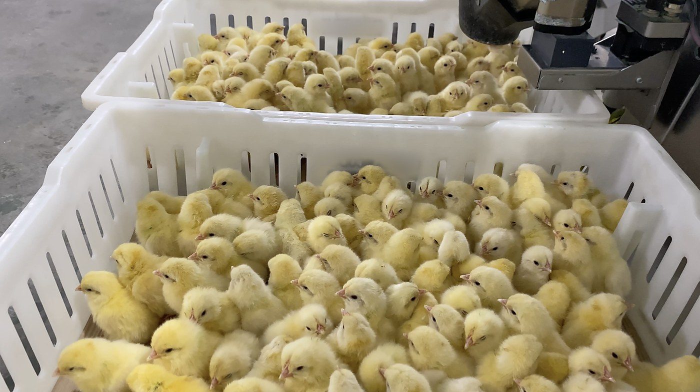 Mercy For Animals Films Chicks Ground Alive at US Hatchery