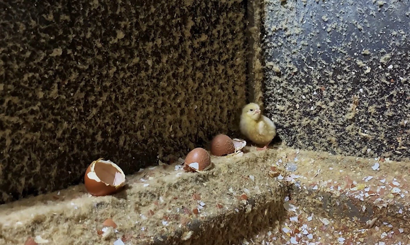Mercy For Animals Films Male Chicks Macerated Alive in Brazil