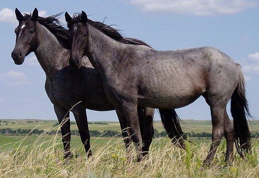 Ontario Proposes Banning Horse Slaughter At Licensed Meat Plants