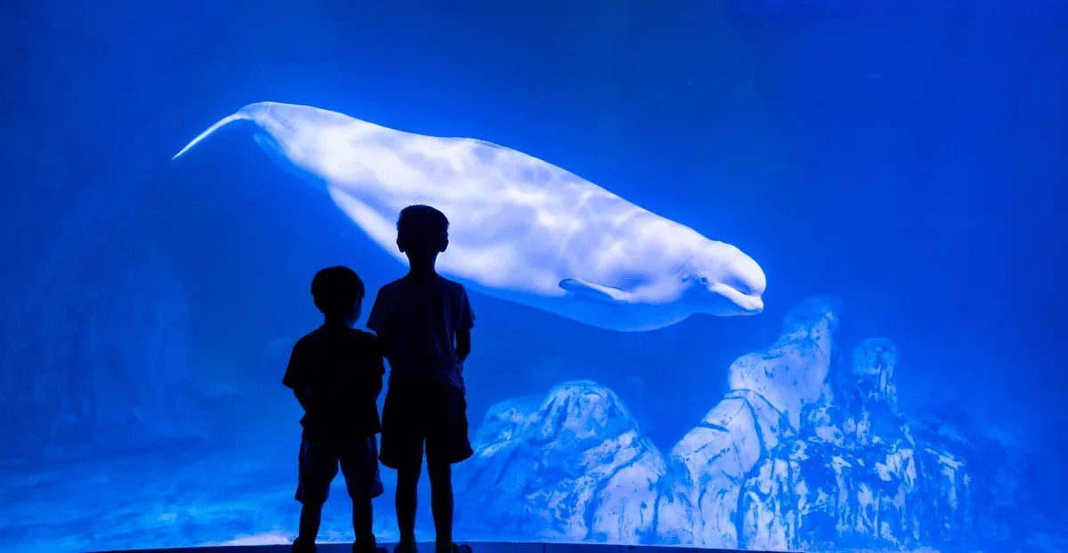 Fourth Beluga Dies at Shedd After Marineland's Rushed Export