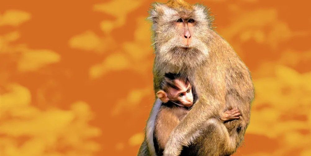 NIH Commits $88 Million to Animal-Free Research After PETA Campaign