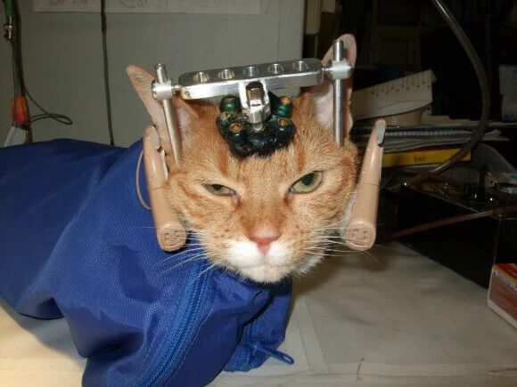Bipartisan bill would end federal funding for dog and cat testing