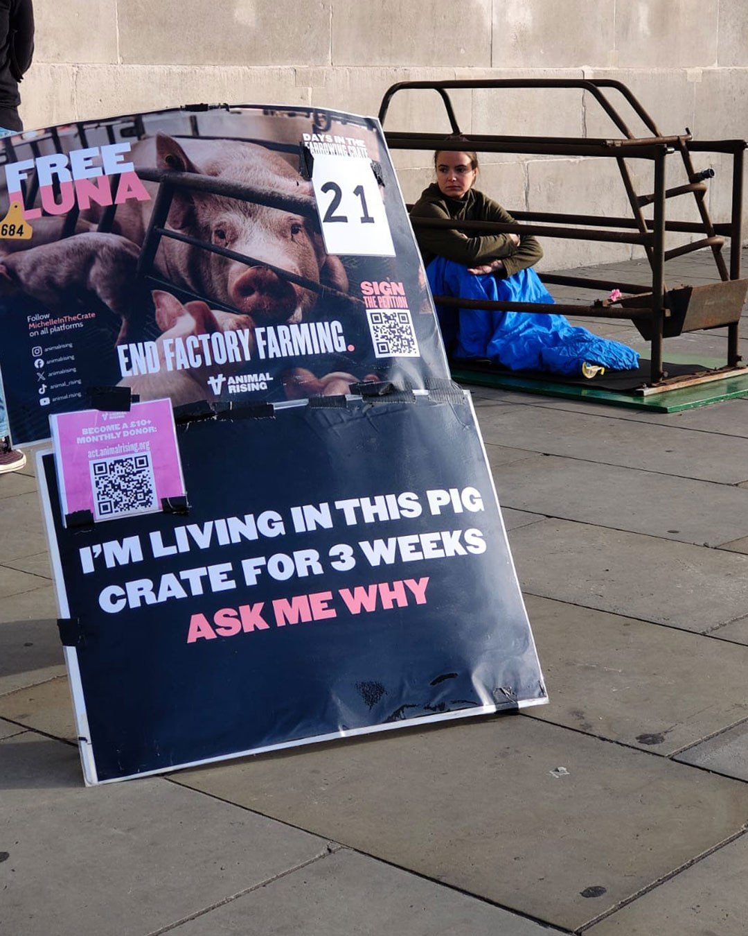 Animal Rising activist ends 21 days in a pig farrowing crate